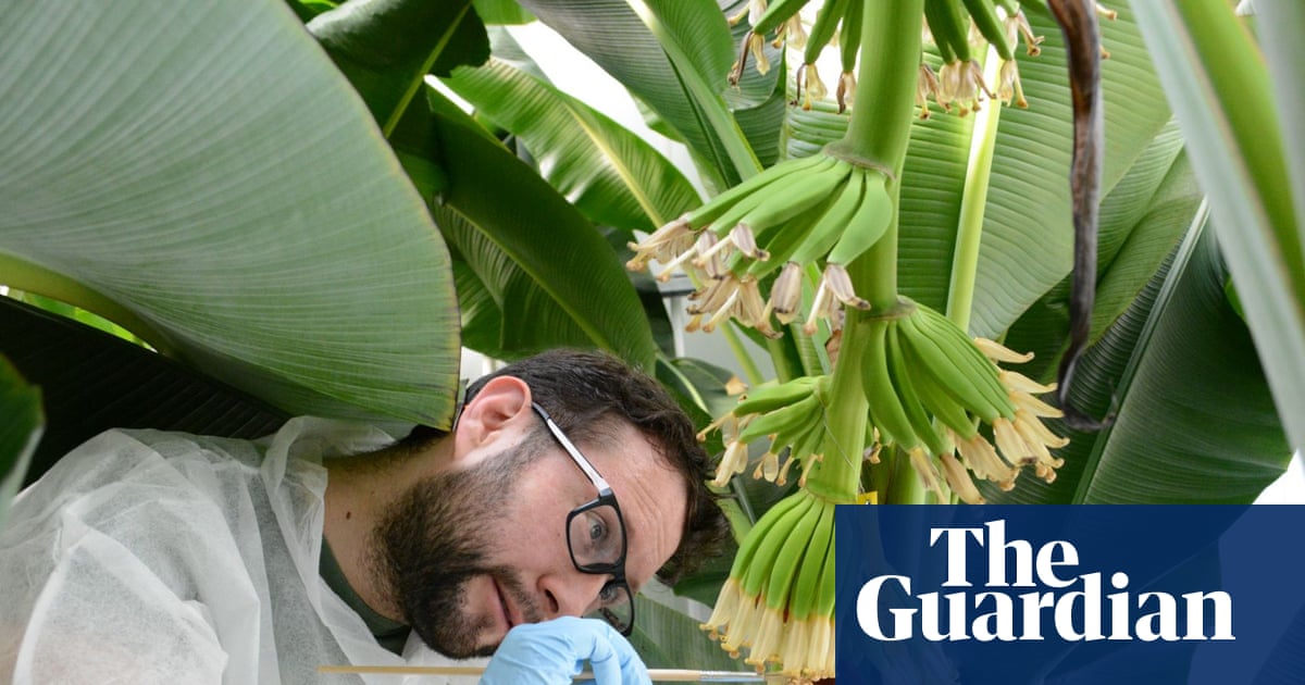 Have scientists finally found a way to save the banana from disaster?